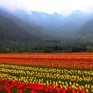 Kashmir Tulip Tour: Book Your Kashmir Tulip Garden Tour Today!